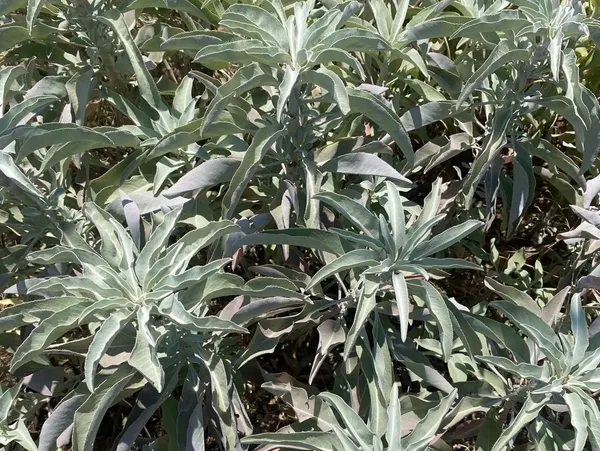 white sage sticks